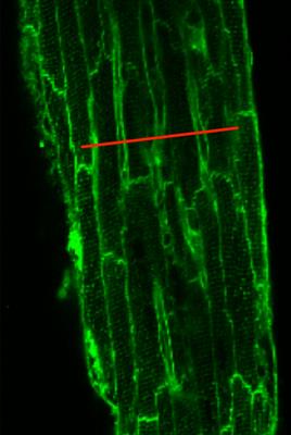 Synchronization of Intracellular Ca2+ Release in Multicellular Cardiac Preparations